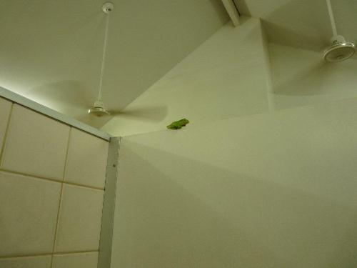 Frog in the shower